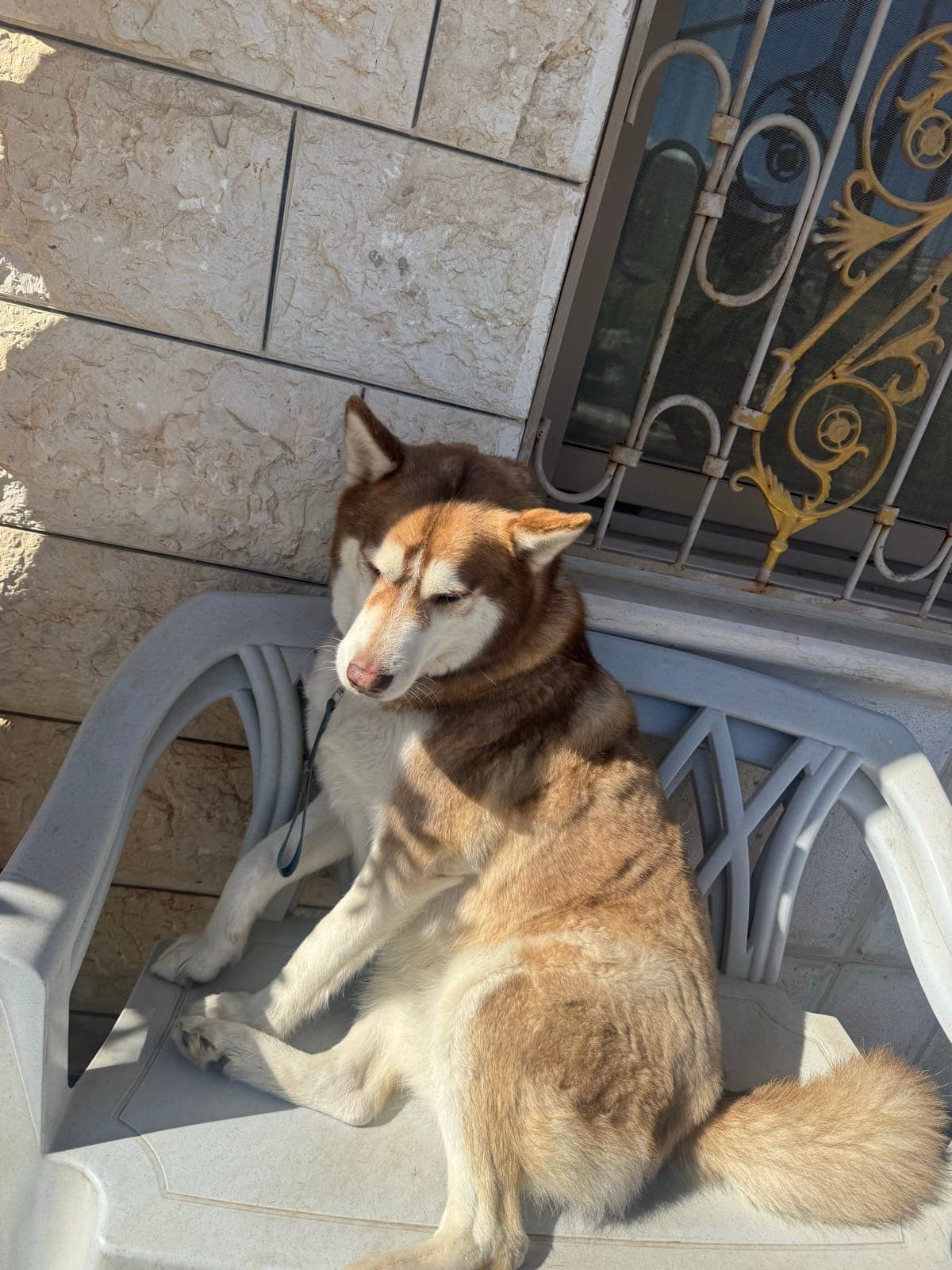 Kinder, a chocolate husky, sitting on a garden chair